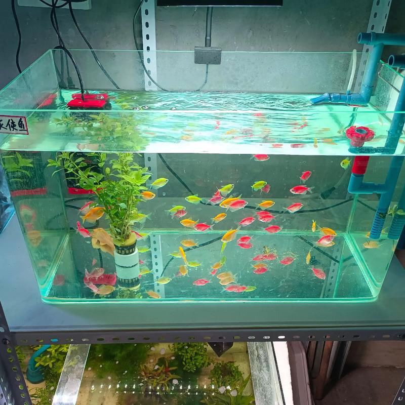 热带鱼在鱼缸上面游怎么回事？热带鱼在鱼缸里乱跑是怎么啦