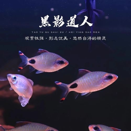 热带鱼在鱼缸上面游怎么回事?热带鱼在鱼缸里乱跑是怎么啦