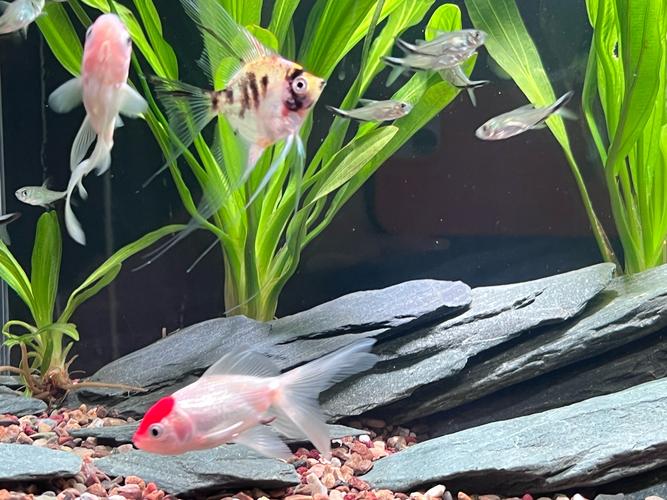 热带鱼在鱼缸上面游怎么回事?热带鱼在鱼缸里乱跑是怎么啦