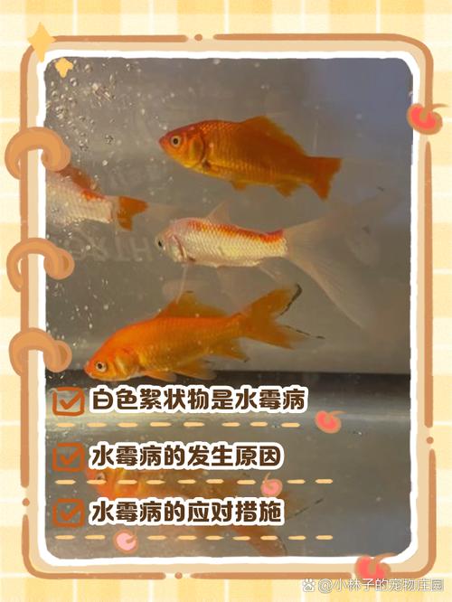 金鱼身上为什么会长白色的东西？金鱼的身上为什么会出现白点
