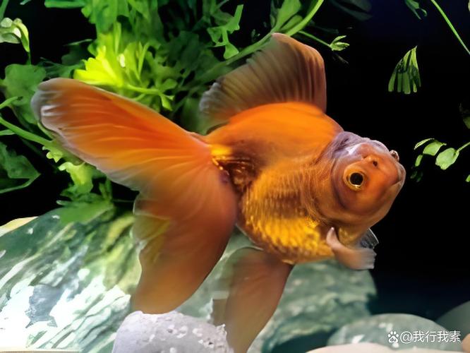 金鱼身上为什么会长白色的东西?金鱼的身上为什么会出现白点