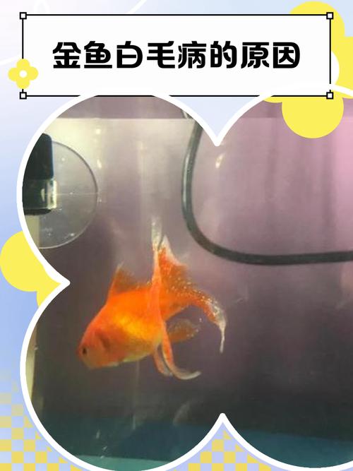 金鱼身上为什么会长白色的东西?金鱼的身上为什么会出现白点