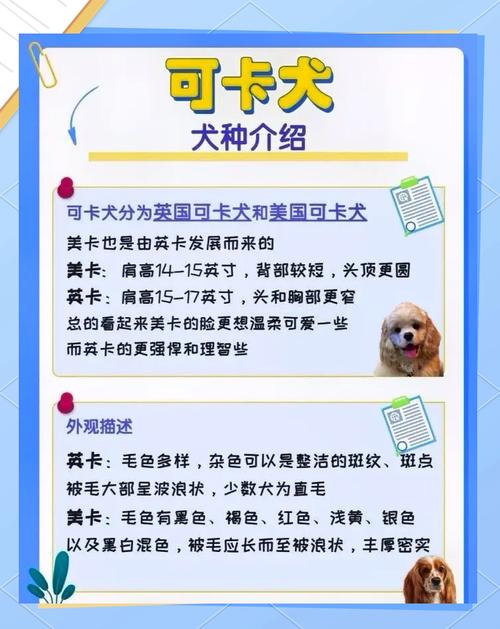 可卡犬适合家养吗？可卡犬纯种价格