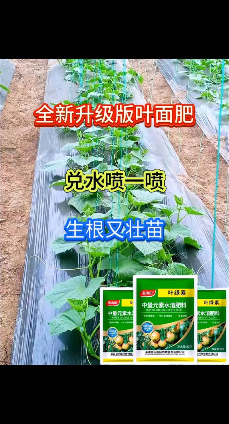 喷过量的叶面肥种植物会怎么样?喷洒叶面肥后多久才能食用
