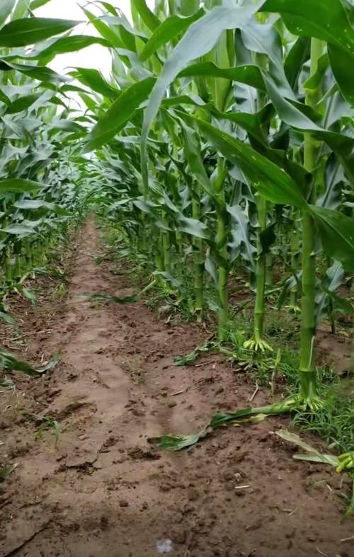 喷过量的叶面肥种植物会怎么样?喷洒叶面肥后多久才能食用