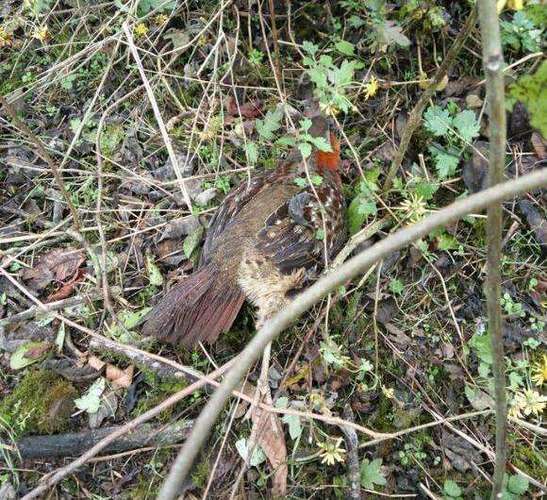 怎样诱野鸡最有效?怎么引野鸡视频