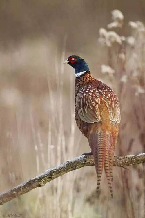 怎样诱野鸡最有效?怎么引野鸡视频