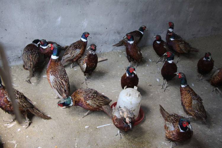 怎样诱野鸡最有效?怎么引野鸡视频