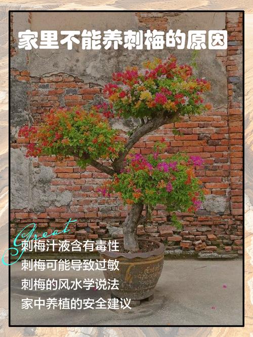 家里为什么不能养带刺的花?？家中不能养带刺的植物吗?
