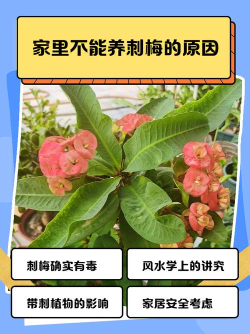 家里为什么不能养带刺的花??家中不能养带刺的植物吗?