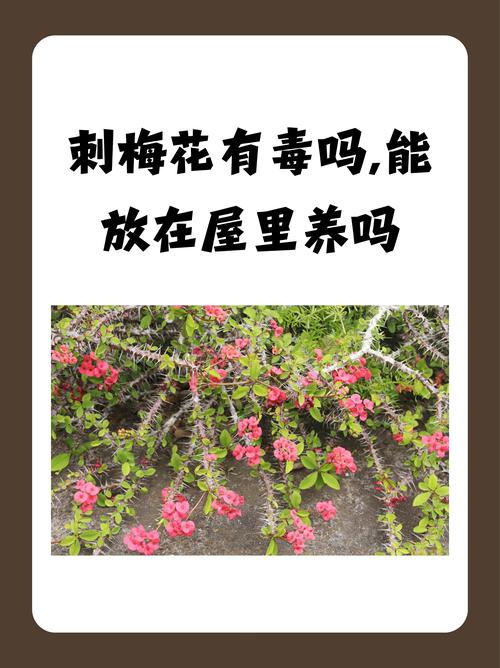 家里为什么不能养带刺的花??家中不能养带刺的植物吗?