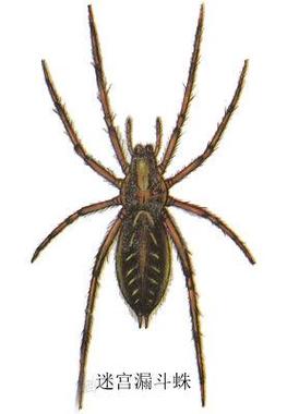 昆虫记迷宫蛛内容概述？昆虫记迷宫蛛主要内容100字