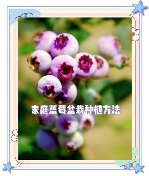 蓝莓的种植方法及成熟期是什么？蓝莓的种植方法及成熟期是什么意思