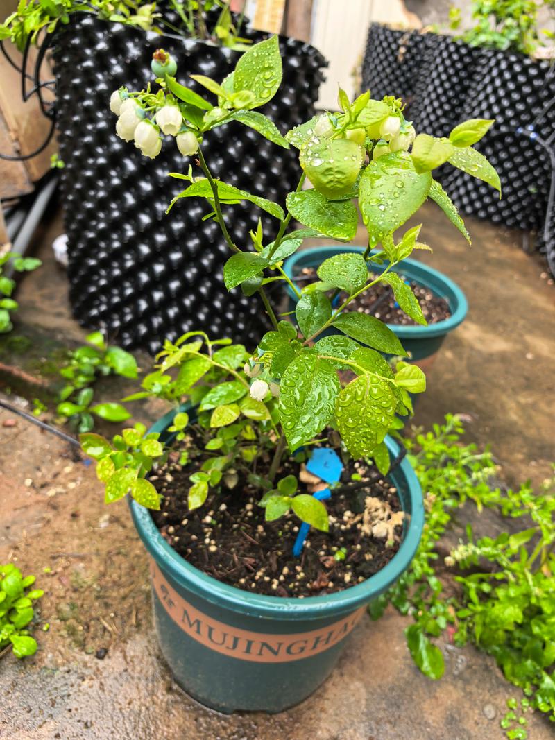 蓝莓的种植方法及成熟期是什么?蓝莓的种植方法及成熟期是什么意思