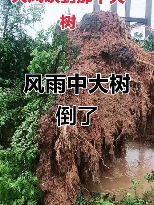 树木为什么被风吹倒?为什么树叶会被风吹下来