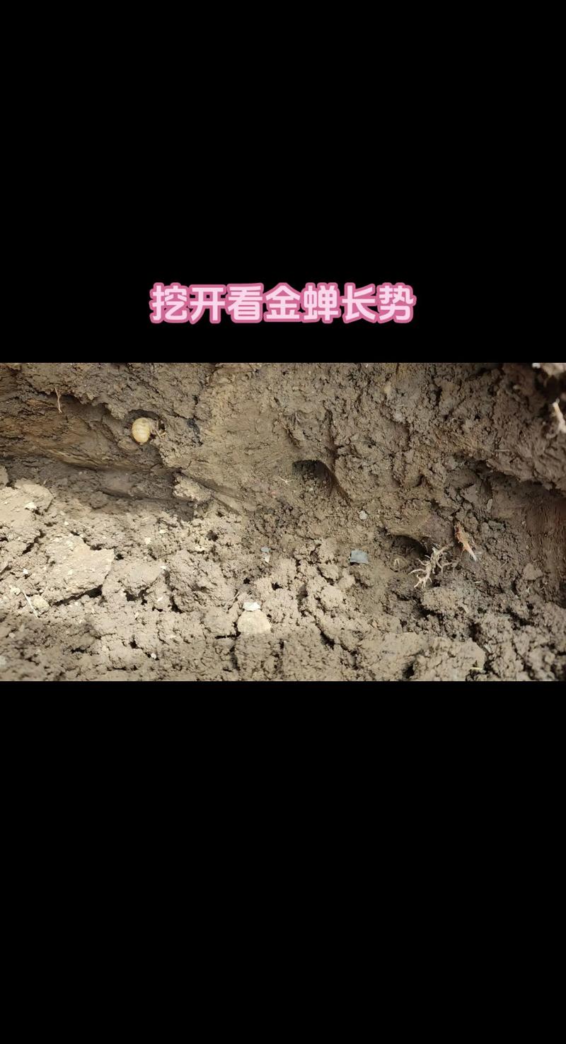 蝉在地里多久能出土？蝉在地里多久能出土干透