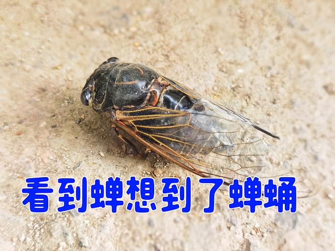 蝉在地里多久能出土?蝉在地里多久能出土干透