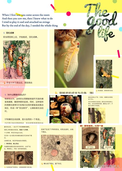 蝉在地里多久能出土?蝉在地里多久能出土干透