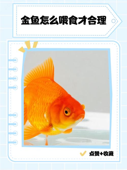金鱼可以吃饭粒吗怎么喂?金鱼能喂饭吗