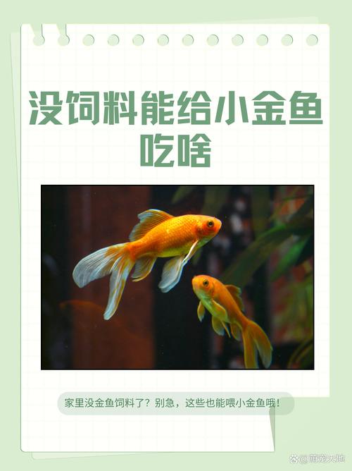 金鱼可以吃饭粒吗怎么喂?金鱼能喂饭吗