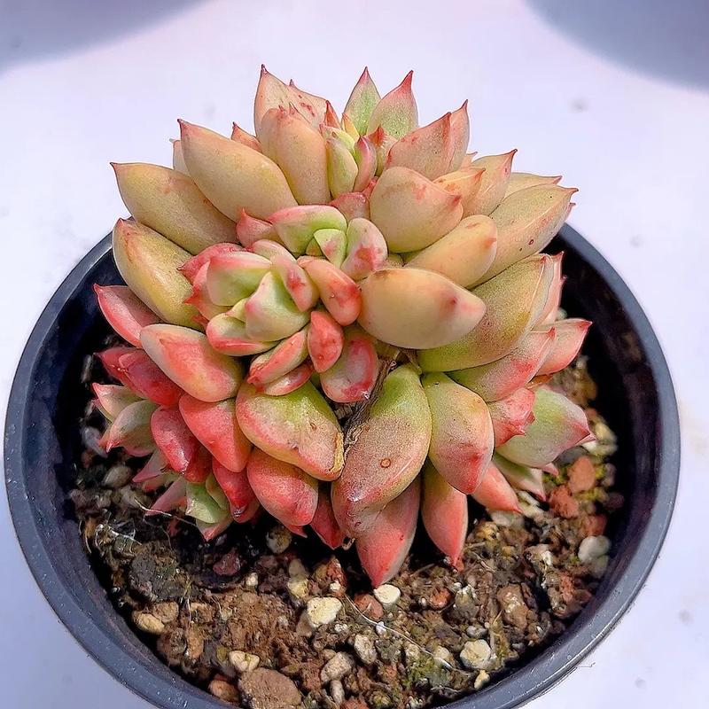 多肉蜡牡丹好看吗？蜡牡丹多肉香吗