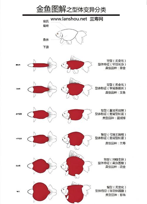 简述金鱼的分类及其特征？简述金鱼的分类及其特征图片
