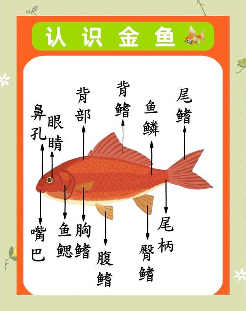 简述金鱼的分类及其特征?简述金鱼的分类及其特征图片