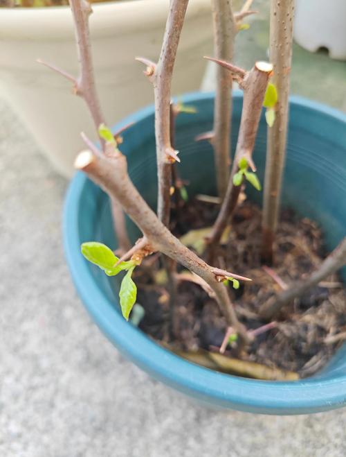 扦插的三角梅怎么移栽?扦插三角梅方法