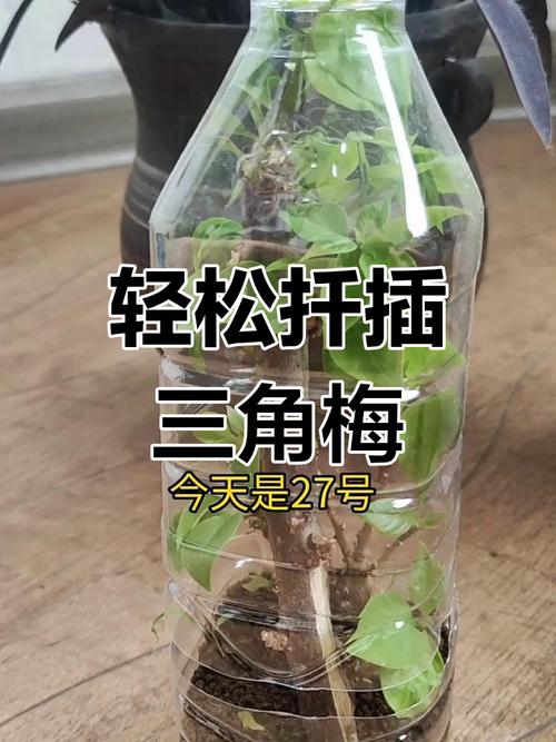 扦插的三角梅怎么移栽?扦插三角梅方法