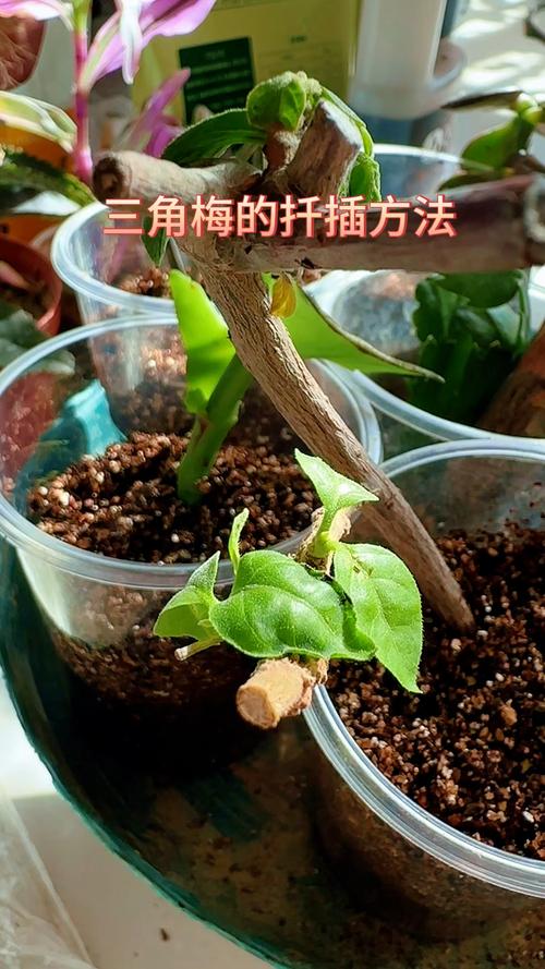 扦插的三角梅怎么移栽?扦插三角梅方法