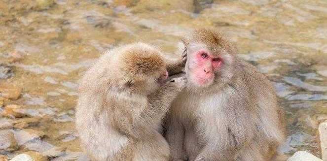 战天斗地的代表着什么动物?战天斗地无敌手打一生肖