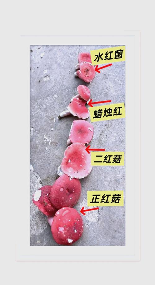 怎样分辨真假红菇？怎样分辨真假红菇菌种