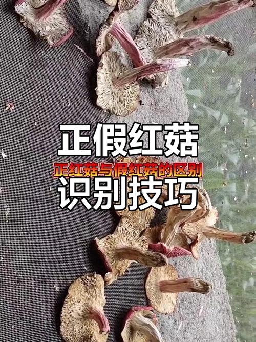 怎样分辨真假红菇?怎样分辨真假红菇菌种