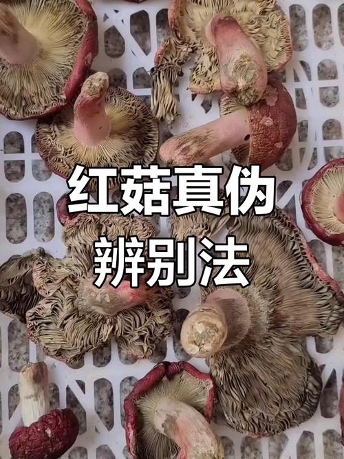 怎样分辨真假红菇?怎样分辨真假红菇菌种