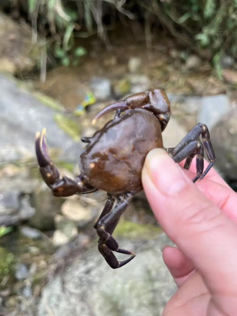 螃蟹在家丢了怎样找回来?家里跑丢了一个螃蟹 怎么把它找出来