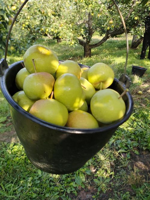 苹果和雪梨的产地在哪里？苹果梨产地主要在哪个省