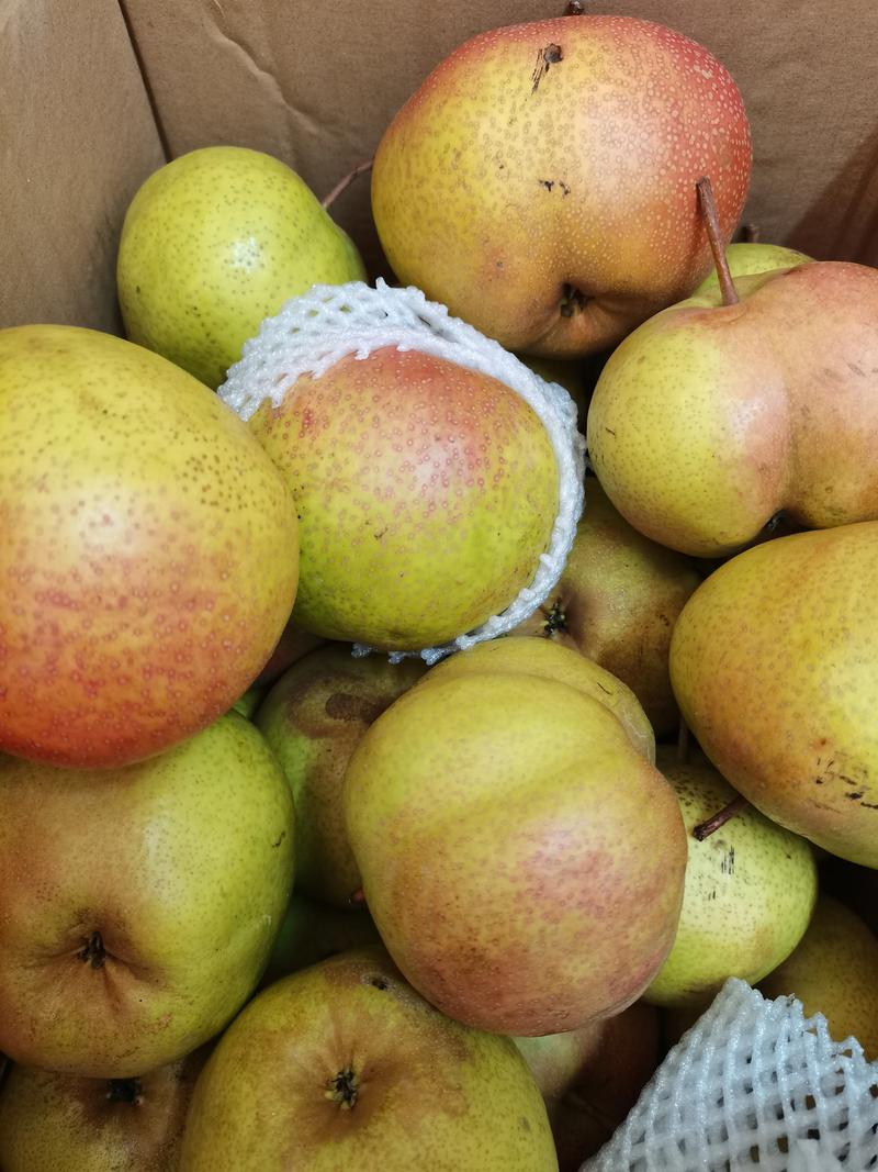 苹果和雪梨的产地在哪里?苹果梨产地主要在哪个省