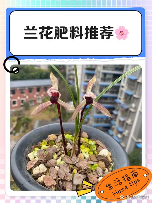 兰花可以施硫酸亚铁肥吗?兰花可以浇硫酸亚铁水吗