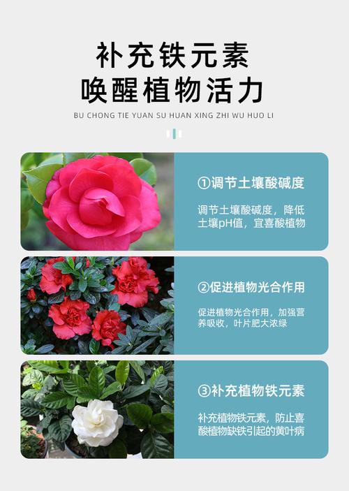 兰花可以施硫酸亚铁肥吗?兰花可以浇硫酸亚铁水吗