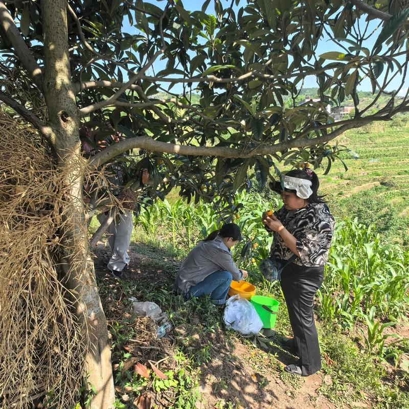 芘芭树苗什么季节种植比较好？秕芭树的种植视频