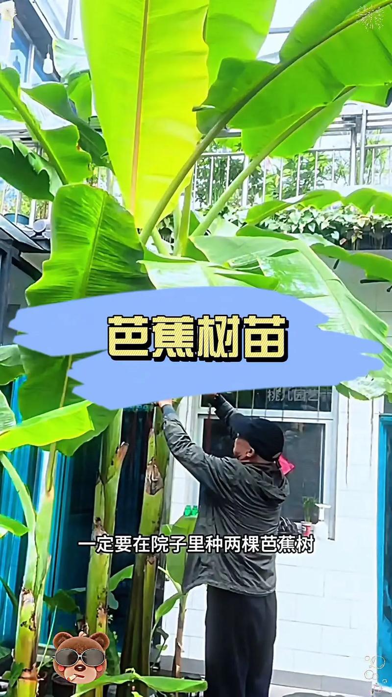 芘芭树苗什么季节种植比较好?秕芭树的种植视频