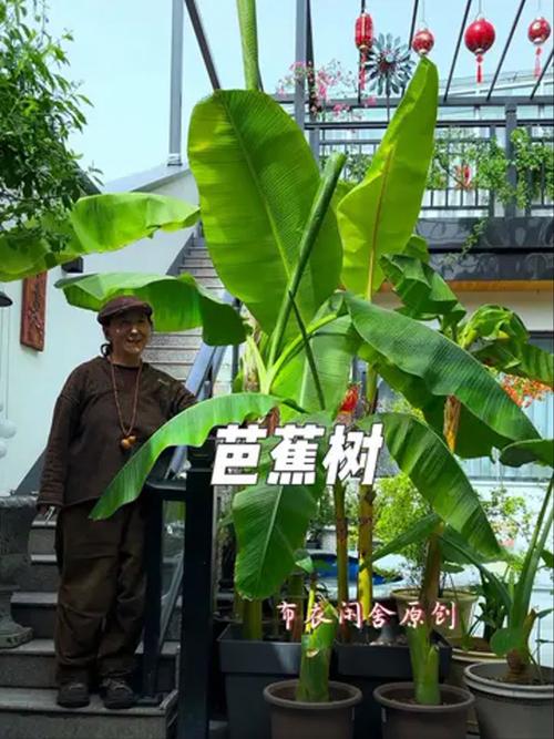 芘芭树苗什么季节种植比较好?秕芭树的种植视频