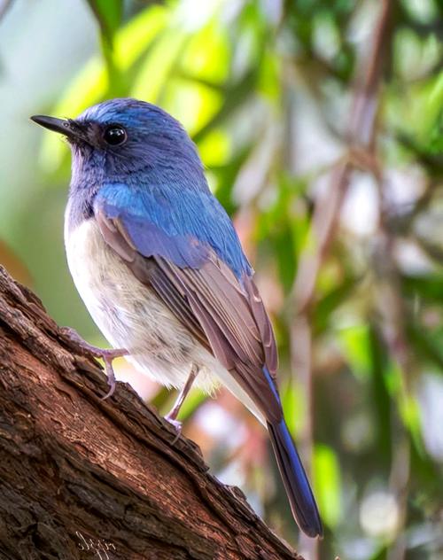 纯蓝仙翁鸟怎么样？海南蓝仙翁鸟的饲养