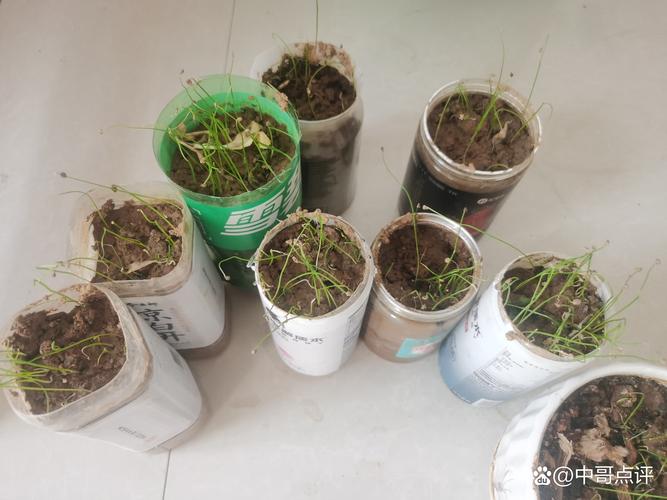 韭菜籽种上几天能出来?韭菜籽种上几天能出来?