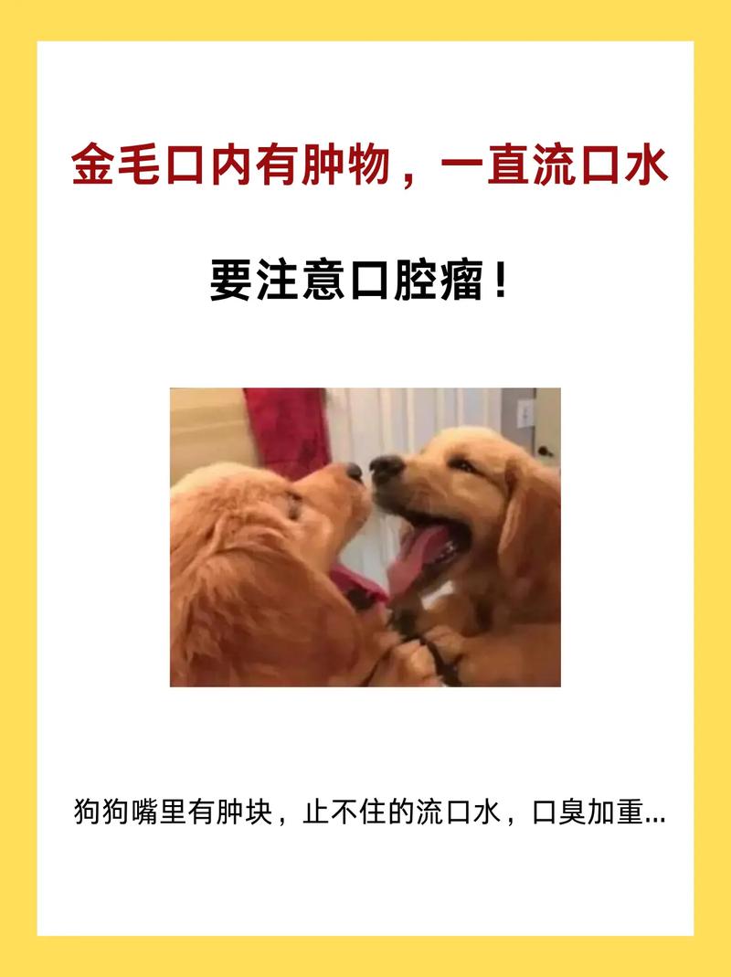 金毛为什么总流口水的原因？金毛为什么老是流口水
