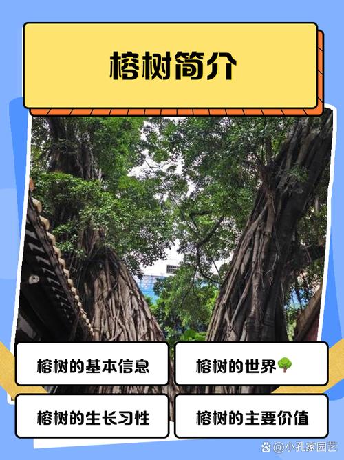 榕树的寿命有多长时间?榕树的寿命一般有多长