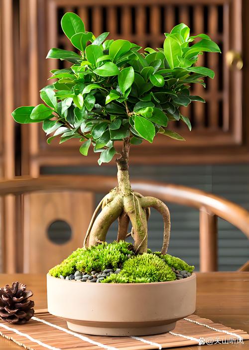 榕树的寿命有多长时间?榕树的寿命一般有多长