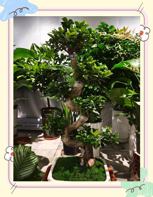 榕树的寿命有多长时间?榕树的寿命一般有多长