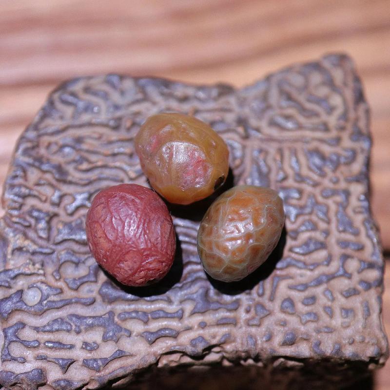 筋脉石真假对照图?筋脉石怎么辨别真伪