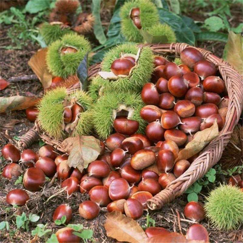 广西哪里的板栗最好吃?广西哪个地方产板栗